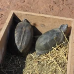 El Río San Francisco fue escenario de una nueva liberación de fauna silvestre
